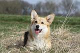 CORGI PEMBROKE 806